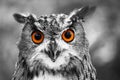 Eagle Owl Portrait Royalty Free Stock Photo