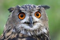 Eagle Owl Portrait Royalty Free Stock Photo