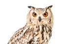 Eagle owl portrait Royalty Free Stock Photo