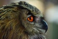 Eagle Owl Profile Portrait Royalty Free Stock Photo