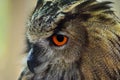 Eagle Owl Profile Portrait Royalty Free Stock Photo