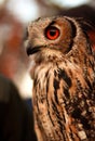 An eagle-owl with red eyes standing against bokeh background