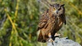 Eagle owl resting on the stone, looking ahead Royalty Free Stock Photo