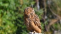 Eagle owl resting on the stone, looking to the right Royalty Free Stock Photo