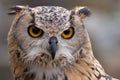 Eagle-Owl searching for prey