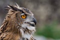 Eagle-Owl searching for prey Royalty Free Stock Photo