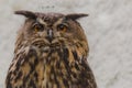 Eagle-Owl searching for prey Royalty Free Stock Photo