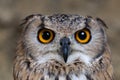 Eagle-Owl searching for prey Royalty Free Stock Photo