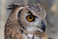 Eagle-Owl searching for prey Royalty Free Stock Photo