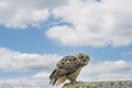 A Eagle Owl sit on the ridge of a roof. Bird looks back, the orange eyes stare at you. Beautiful blue sky with clouds in Royalty Free Stock Photo
