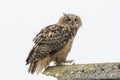 A Eagle Owl. Sit on the ridge of a roof. Bird looks back, the red eyes stare at you. White background place for own text