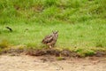 Eagle Owl, sits on the edge of a lake in the grass. Thickets in the background. The bird of prey seen from the side. The Royalty Free Stock Photo