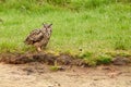 Eagle Owl, sits on the edge of a lake in the grass. Thickets in the background. The bird of prey seen from the side. The Royalty Free Stock Photo