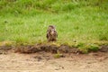 Eagle Owl, sits on the edge of sandy plain in the grass. The bird of prey seen from the front. It looks like he has the Royalty Free Stock Photo