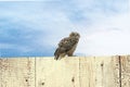 An eagle owl sits on the ridge of a wooden fence. Bird looks back, the orange eyes stare at you. Beautiful blue sky with Royalty Free Stock Photo