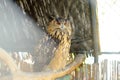 Eagle owl sitting on a cage in a public zoo park. Keeping wild birds in captivity. Urban outdoor entertainment for local and