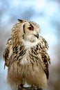 Eagle owl sitting.