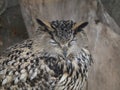 Eagle owl sitting and looking on the background of tree leaves Royalty Free Stock Photo