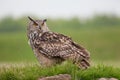 Eagle owl standing on grassy mound. Bird of prey nature image wi