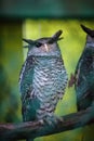 Eagle-owl in Trivandrum, Thiruvananthapuram Zoo Kerala India Royalty Free Stock Photo