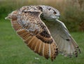 Eagle Owl close up in flight Royalty Free Stock Photo