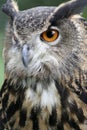 Eagle Owl watching