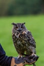 Eagle owl in Wildpark Neuhaus Royalty Free Stock Photo