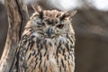 Eagle Owl Winking Royalty Free Stock Photo