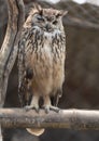 Eagle Owl Winking Royalty Free Stock Photo