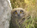 Eagle Owl