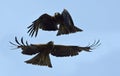 Eagle pair in the blue sky Royalty Free Stock Photo