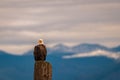 an eagle sitting on top of a wooden pole with mountains in the background Royalty Free Stock Photo