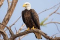 an eagle perched on a barren tree branch Royalty Free Stock Photo