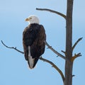 Eagle perched on a barren tree branch in its natural habitat against a blue sky Royalty Free Stock Photo