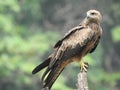 An eagle is perched on a branch of a tree Royalty Free Stock Photo