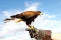 Eagle perched on the man`s hand Royalty Free Stock Photo