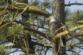 Eagle perched in tree. Royalty Free Stock Photo