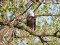 Eagle Perched on Tree Limb: A bald eagle bird of prey is perched on a large tree limb Royalty Free Stock Photo