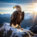 eagle perches proudly on a rock, with the backdrop of a great mountain landscape.