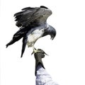 Eagle perching isolated on a white background Royalty Free Stock Photo