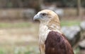 Eagle in the Philippines, close up Royalty Free Stock Photo