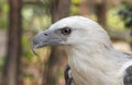 Eagle in the Philippines close up Royalty Free Stock Photo