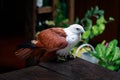 Eagle, Philippines