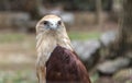 Eagle in the Philippines