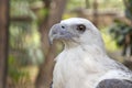 Eagle in the Philippines