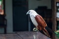 Eagle, Philippines