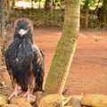 Eagle in zoo