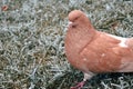 Walking brown pigeon in the garden. Winter season Royalty Free Stock Photo