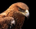 Eagle portrait Royalty Free Stock Photo