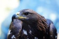 Eagle portrait. Beautiful bird of prey looks to the left Royalty Free Stock Photo